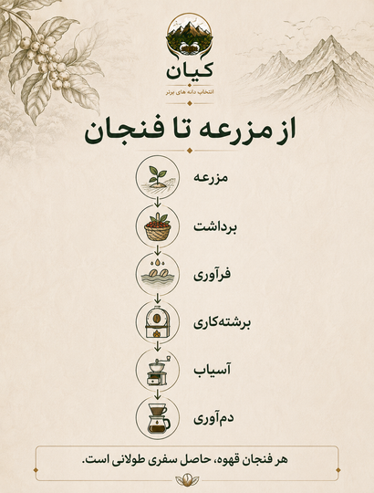 سفری از مزرعه تا فنجان