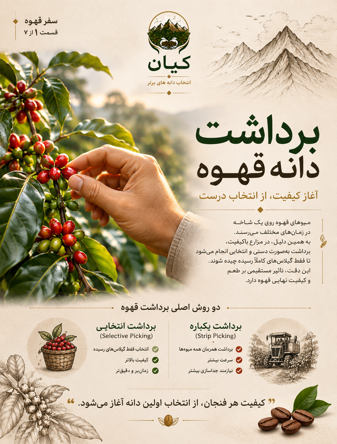 از مزرعه تا فنجان قسمت اول